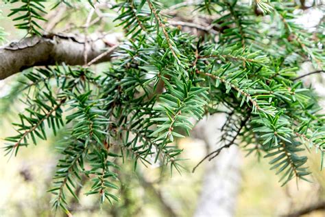 How To Grow And Care For Canadian Hemlock Trees