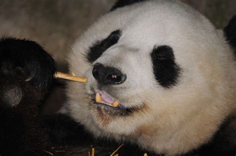Panda Bear Enjoying Bamboo Free Stock Photo Public Domain Pictures
