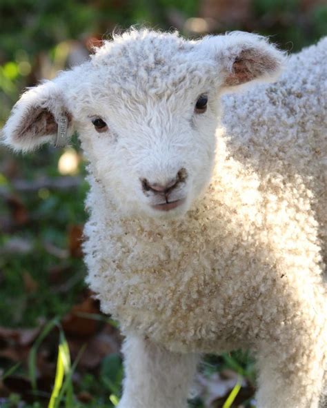 Pin By Grace Le Faye On Animals Sheep And Lamb Cute Sheep Animals