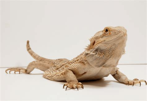 Why Your Bearded Dragon Is Not Using Its Back Legs