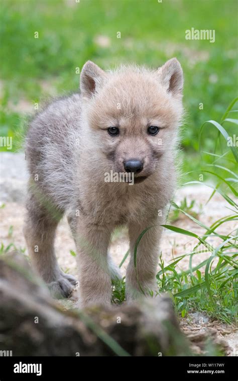 Cute Arctic Wolf Pup