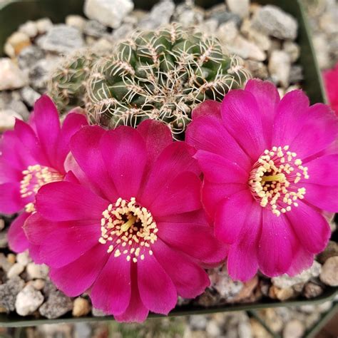 Flowering Cacti Best Indoor Flower Plants For Beginners Popsugar