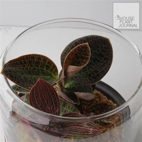 Houseplantjournal New Video On How I Repotted These Jewel Orchids