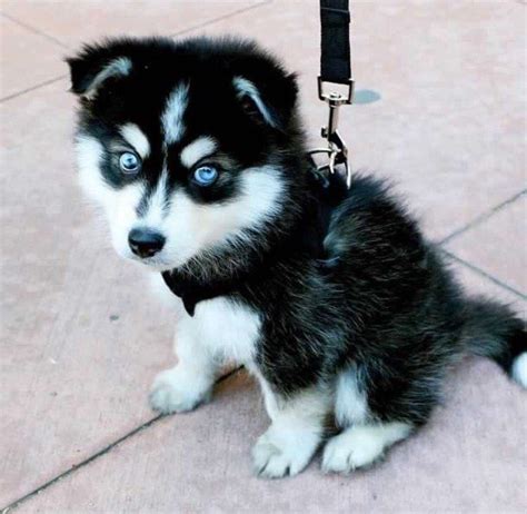 Alaskan Husky Puppies With Blue Eyes