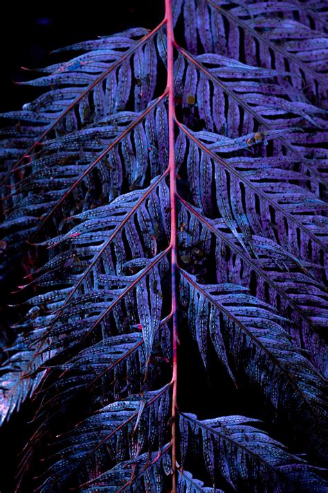 Leaves Branch Carved Purple Hd Phone Wallpaper Peakpx
