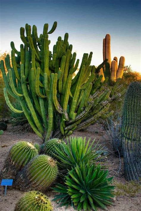 Best Cities In Arizona For Succulent And Cacti Lovers 2023