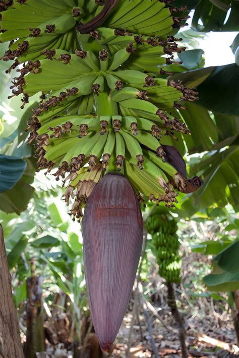 Bananas Musa Genus Banana · Free Photo On Pixabay