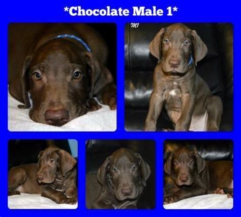 Only guaranteed quality, healthy puppies. Chocolate Great Dane Pups! Ready now! for Sale in Bryan ...