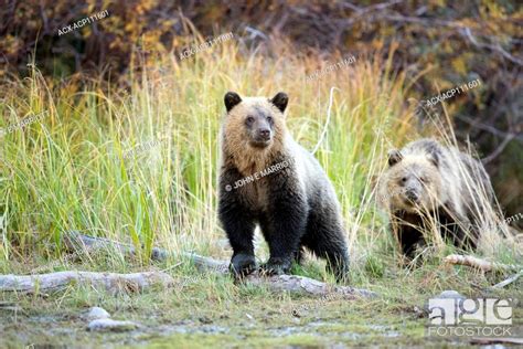 Grizzly Bear Cubs British Columbia Canada Stock Photo Picture And