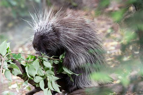 Cute Baby Porcupine Debuts At Prospect Park Zoo Brooklyn Paper