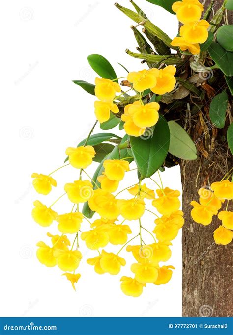 Yellow Orchid Honey Fragrant Orchids On White Stock Image Image Of Flower Scented 97772701