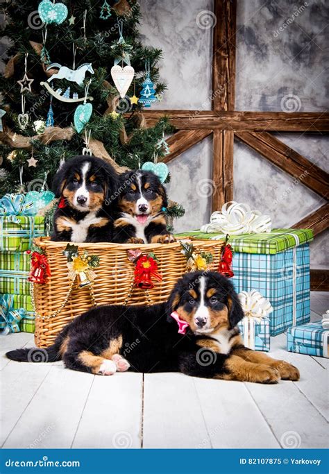Dog Breed Bernese Mountain Puppy Christmas And New Year Stock Image