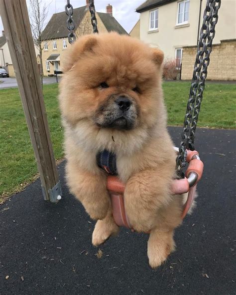 Chow Chow Chow Chow Puppy Cute Dogs Fluffy Dogs