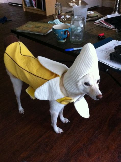 Pin By Fady Maslin On Personnel Banana Costume Cute Dog Clothes