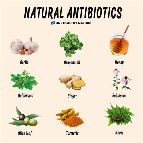 🌿 Natural Antibiotics 🌱 Did You Know That Some Herbs And Foods Are