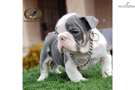 Everything a new owner should know. Big Boy: English Bulldog puppy for sale near Los Angeles ...