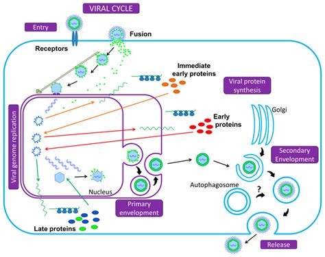 Summary Of The Herpesvirus Replication Cycle Initiation Of Infection
