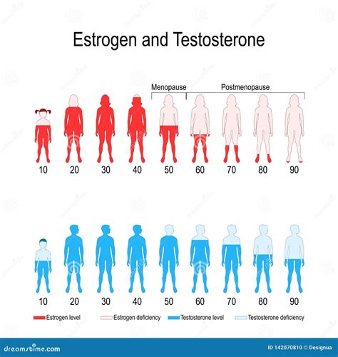 Niveles De Hormona Del Estrógeno Y De La Testosterona Ilustración Del Vector Ilustración De