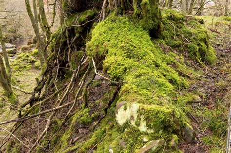 Gnarled Tree Creek Stock Photos Free And Royalty Free Stock Photos From