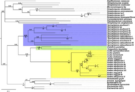 Phylogenetic Relationships Among Culicinae And Bacterial Rips Bayesian