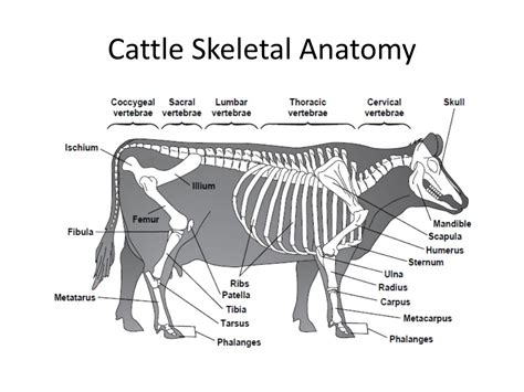Animal Anatomy And Physiology Animalcvb
