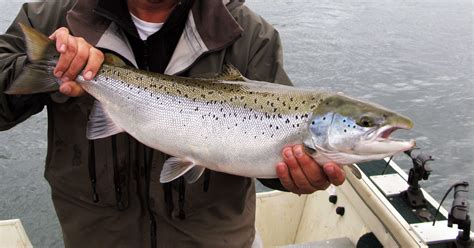 Atlantic Salmon Reproducing In Michigans St Marys River