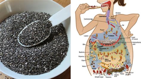 Harvest them when they're about ½ inch tall (4 to 7 days). 1 Teaspoon Of Chia Seeds Can Help Improve Your Gut, Brain ...