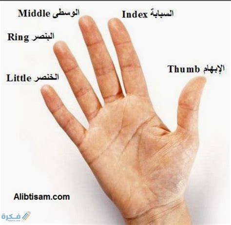 اسماء اصابع اليد بالعربي