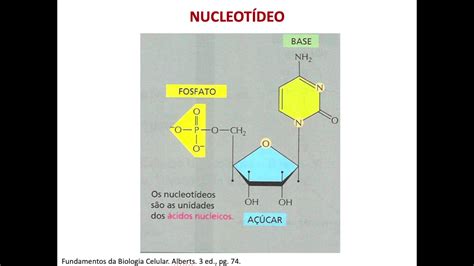 E Aulas Da Usp Aula 4 Estrutura Dos ácidos Nucléicos E