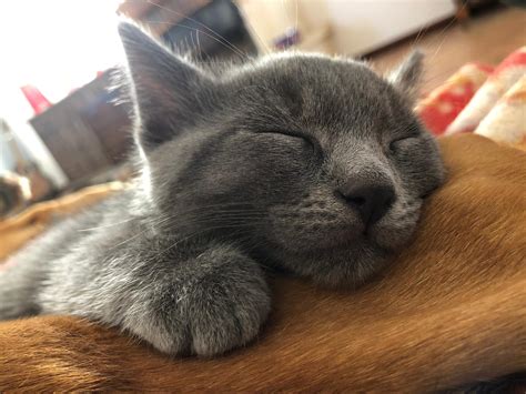 This Little Grey Kitten Seems To Have Adopted Us And Settled Himself In