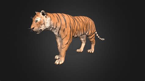 tiger buy royalty free 3d model by rifat3d [18b2dc9] sketchfab store