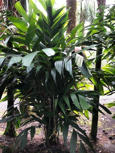 Floribunda palms & exotics price list to align. Iguanura wallichiana - Floribunda Palms & Exotics