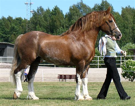 welshcob international horse breeders