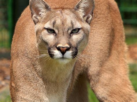 What Does A Mountain Lion Look Like Gasersem