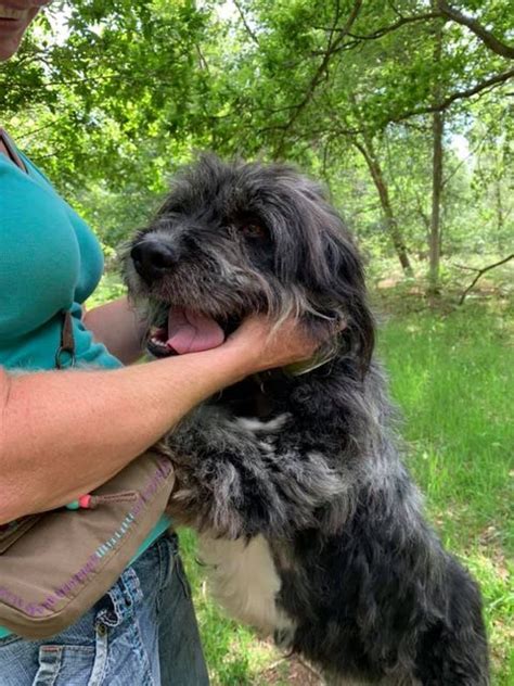 Ludwig 5 Year Old Male Bearded Collie Cross Available For Adoption