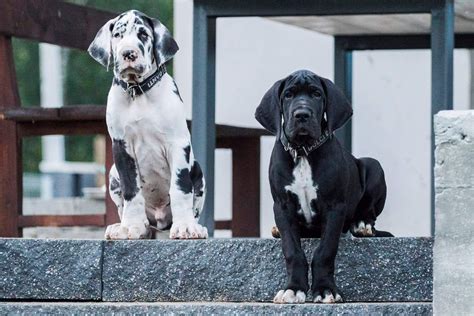 Great Dane For Sale | Great Dane Puppies | Great dane puppy, Dane puppies, Great dane