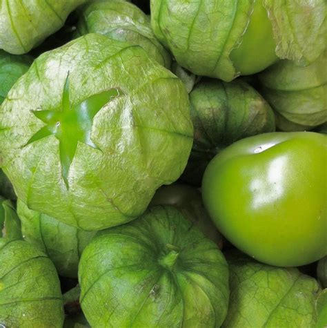 We did not find results for: Tomatillo - Urban Seedling