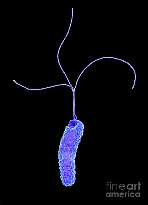 Helicobacter Pylori Bacterium Photograph By Science Photo Library