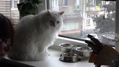 Weruva is proud to be a family owned. BIg Persian cat in the kitchen - YouTube