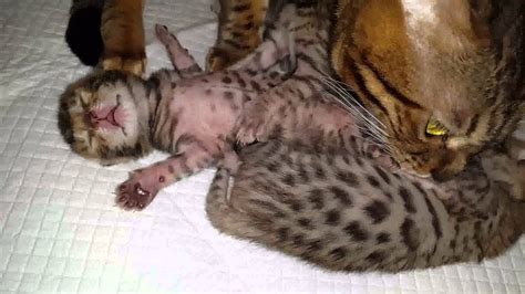 Милые Новорожденные бенгальские котята Newborn Bengal Kittens Youtube