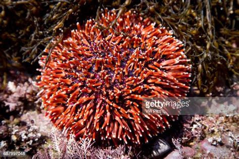 Common Sea Urchin Photos And Premium High Res Pictures Getty Images