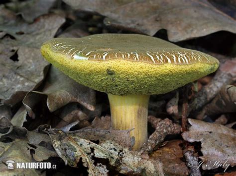 Xerocomellus Porosporus Pictures Sepia Bolete Images Nature Wildlife