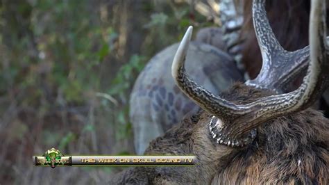 Skull Bound One Of The Largest Maryland Sika Stags Youtube