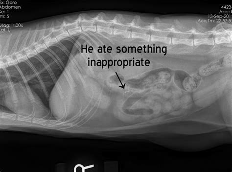 Both of these can occur right after eating or several hours later. Gorogoro & Nikoniko: Unidentified Foreign Object