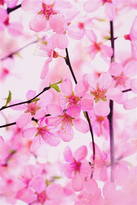 Cherry Blossoms Aesthetic World Amino