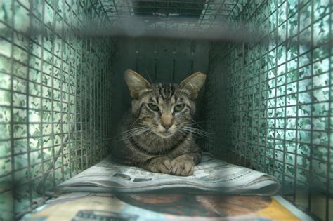 Humane Trapping Trapping Basics Feral Cat Focus