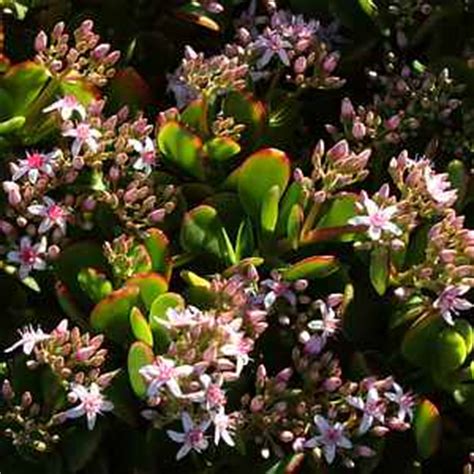 They are resilient and hardy, which make them a great choice for a starter or beginner plant. Crassula ovata 'Pink Beauty' at San Marcos Growers