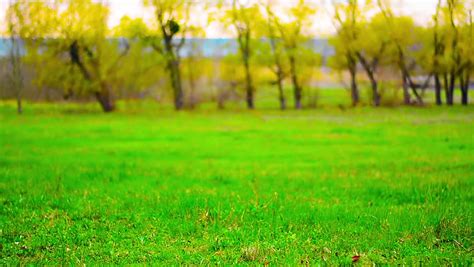 View Green Lawn On Background Blossoming Stock Footage Video 100