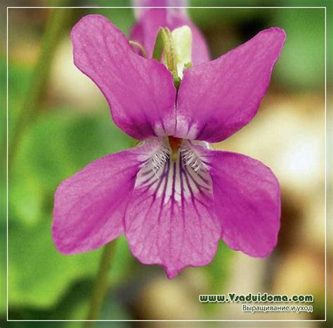 Maybe you would like to learn more about one of these? Keren Jenis Jenis Bunga Violet - Bunga Hias