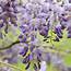 Buy Chinese Wisteria Sinensis Amethyst Delivery By Waitrose 
